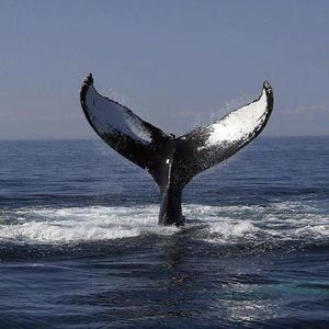 被黑人玩腻的秘书人妻
